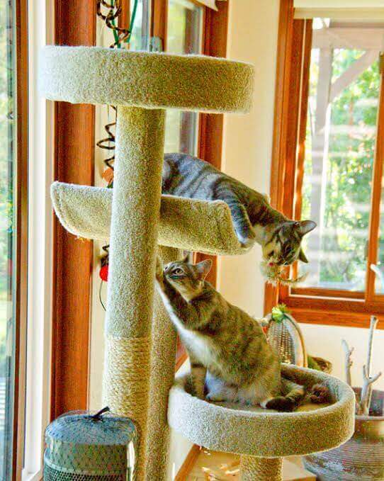 Media from Four Fixes for Feline Behavior Issues