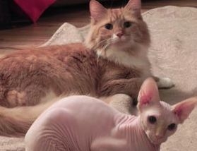 Media from Daisy Lane Veterinary Clinic -   -  Customized Wellness