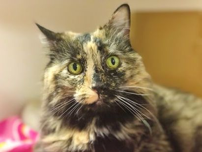 Media from Adopted!!