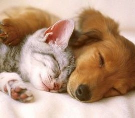 Media from Daisy Lane Veterinary Clinic -   -  Customized Wellness