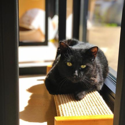 Media from "Zoe" 17 1/2 year old, healthy girl, looking for a relaxed environment to live out her senior days.